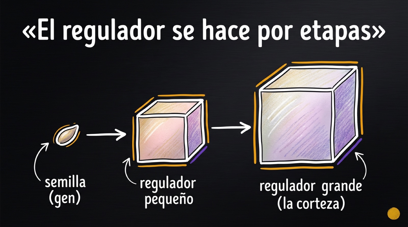 El gen hace un regulador pequeño que hace uno grande: la amplificación ocurre por etapas
